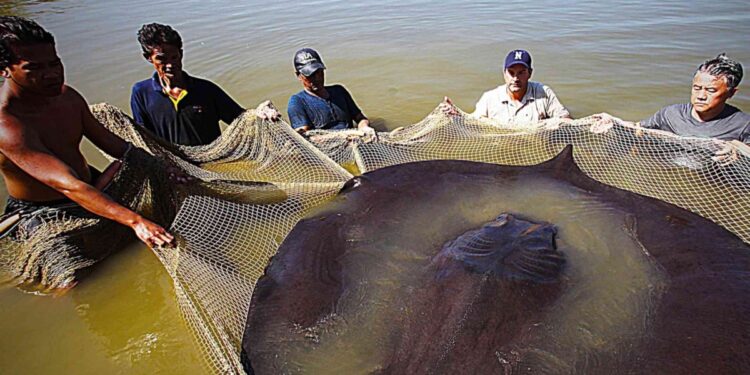 Alldaynews.gr Κακός οιωνός: Εντόπισαν το ψάρι που «φέρνει» τον σεισμό σύμφωνα με την μυθολογία