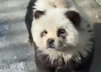 Μας κούφαναν: Ζωολογικός κήπος έβαψε σκυλιά ασπρόμαυρα να μοιάζουν με πάντα (video)