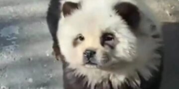 Alldaynews.gr Μας κούφαναν: Ζωολογικός κήπος έβαψε σκυλιά ασπρόμαυρα να μοιάζουν με πάντα (video)