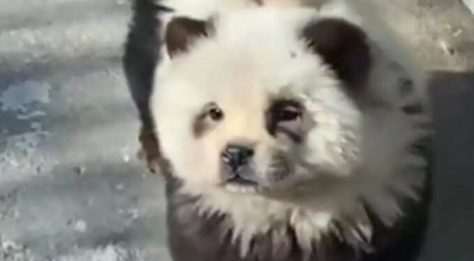 Alldaynews.gr Μας κούφαναν: Ζωολογικός κήπος έβαψε σκυλιά ασπρόμαυρα να μοιάζουν με πάντα (video)