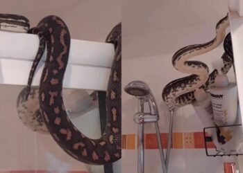 Μπήκε να κάνει ντουζ και είδε μπροστά του ένα τεράστιο φίδι που κρυβόταν πίσω από την κουρτίνα του μπάνιου