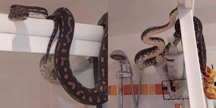 Alldaynews.gr Μπήκε να κάνει ντουζ και είδε μπροστά του ένα τεράστιο φίδι που κρυβόταν πίσω από την κουρτίνα του μπάνιου
