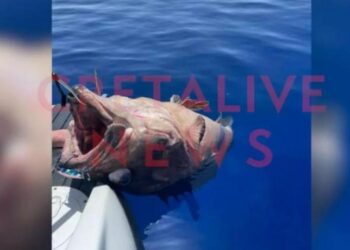Η ψαριά της ζωής τους: Παρέα τριών φίλων έβγαλε ψάρι 70 κιλών (video)