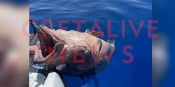 Η ψαριά της ζωής τους: Παρέα τριών φίλων έβγαλε ψάρι 70 κιλών (video)