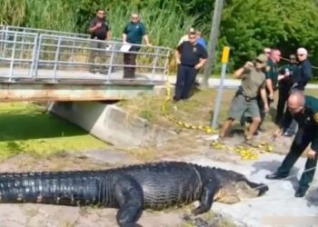 ΗΠΑ: Αλιγάτορας σκότωσε και κατάπιε 41χρονη – Εντοπίστηκε με πρησμένο στομάχι (φωτο, video)