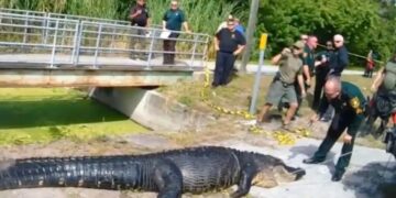 Alldaynews.gr ΗΠΑ: Αλιγάτορας σκότωσε και κατάπιε 41χρονη – Εντοπίστηκε με πρησμένο στομάχι (φωτο, video)