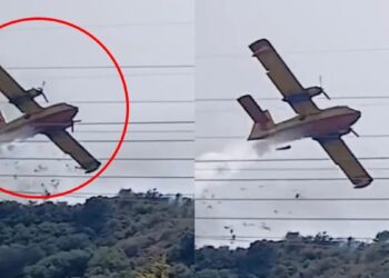 Μυθικό ξύλο σε μαγαζί της Χαλκιδικής υπό τους ήχους techno μουσικής (video)