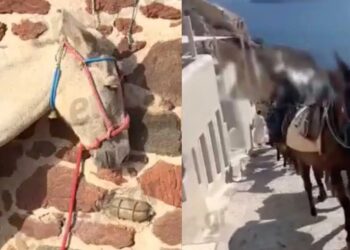 Εικόνες ντροπής στη Σαντορίνη: Γαϊδουράκια σε ρόλο «ταξιτζή» την ημέρα και «απορριμματοφόρου» την νύχτα