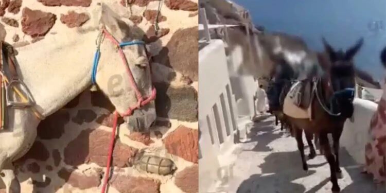 Alldaynews.gr Εικόνες ντροπής στη Σαντορίνη: Γαϊδουράκια σε ρόλο «ταξιτζή» την ημέρα και «απορριμματοφόρου» την νύχτα