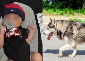 Επίθεση σκύλου στην κούνια μωρού: Υπέκυψε στα τραύματα το 6μηνών βρέφος – Απαρηγόρητοι οι γονείς (φωτο, video)