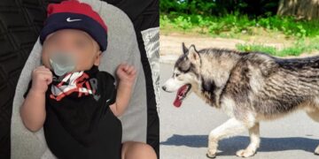 Alldaynews.gr Επίθεση σκύλου στην κούνια μωρού: Υπέκυψε στα τραύματα το 6μηνών βρέφος – Απαρηγόρητοι οι γονείς (φωτο, video)