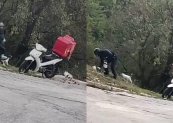 Κάνει τον κόσμο μας πιο όμορφο: Διανομέας κάθε πρωί και βράδυ περνάει από το σημείο και ταΐζει αδέσποτα γατάκια