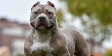 Δεν είναι τυχαίο: Γιατί ένας σκύλος παραμένει στο πλευρό του ιδιοκτήτη όταν αυτός πεθάνει