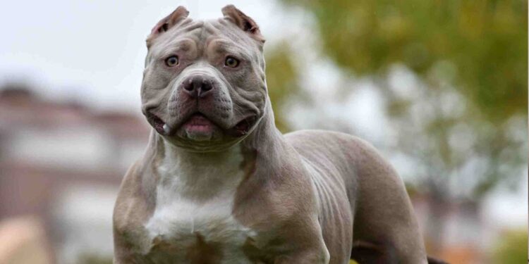 Δεν είναι τυχαίο: Γιατί ένας σκύλος παραμένει στο πλευρό του ιδιοκτήτη όταν αυτός πεθάνει