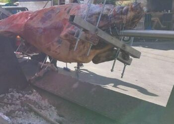 Ταύρος 215 κιλών σουβλίζεται σε χωριό των Χανίων και οι φιλόζωοι ξεσπούν για τις εικόνες και την αφίσα