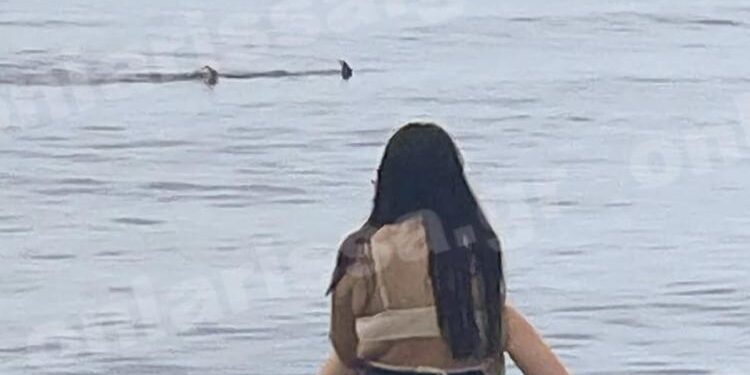 Λάρισα: Τα… «χρειάστηκαν» οι λουόμενοι – Καρχαρίας κάνει τη βόλτα του δίπλα στην παραλία