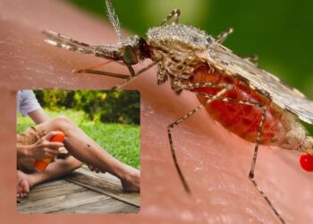 Παγκόσμιος συναγερμός: Φόβοι για νέα πανδημία – Εντοπίστηκε ο ιός Oropouche