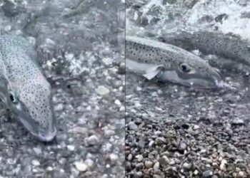 «Συναγερμός» στις ελληνικές θάλασσες: Εμφανίστηκε επικίνδυνο ψάρι, έχει γίνει ο εφιάλτης των λουόμενων