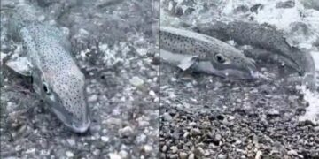 «Συναγερμός» στις ελληνικές θάλασσες: Εμφανίστηκε επικίνδυνο ψάρι, έχει γίνει ο εφιάλτης των λουόμενων