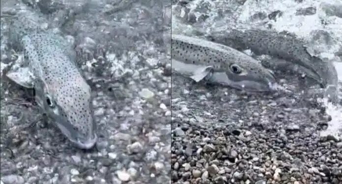 «Συναγερμός» στις ελληνικές θάλασσες: Εμφανίστηκε επικίνδυνο ψάρι, έχει γίνει ο εφιάλτης των λουόμενων