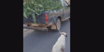 Alldaynews.gr Κοζάνη: Ηλικιωμένος έδεσε το σκύλο του με ένα σχοινί και τον έσερνε με το φορτηγάκι του