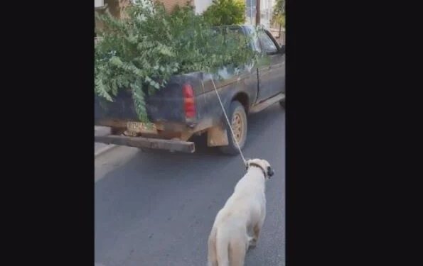 Alldaynews.gr Κοζάνη: Ηλικιωμένος έδεσε το σκύλο του με ένα σχοινί και τον έσερνε με το φορτηγάκι του