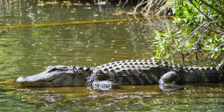 Βρέθηκαν ανθρώπινα υπολείμματα μετά την εξαφάνιση 12χρονης: «Η μικρή δέχθηκε επίθεση από κροκόδειλο»