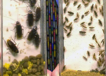 Ιπτάμενες κατσαρίδες κατακλύζουν τη Λάρισα: «Σφραγίζουν» νεροχύτες και σιφόνια οι πολίτες