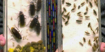 Ιπτάμενες κατσαρίδες κατακλύζουν τη Λάρισα: «Σφραγίζουν» νεροχύτες και σιφόνια οι πολίτες