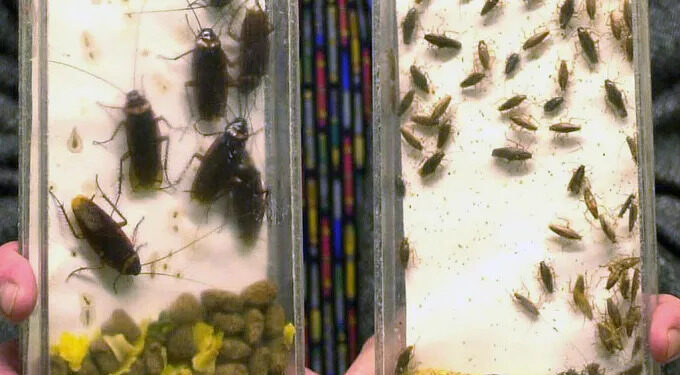 Ιπτάμενες κατσαρίδες κατακλύζουν τη Λάρισα: «Σφραγίζουν» νεροχύτες και σιφόνια οι πολίτες