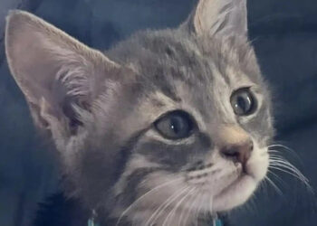 Το γατάκι που έσωσε η τουρίστρια στις Σπέτσες ταξιδεύει για την Αμερική