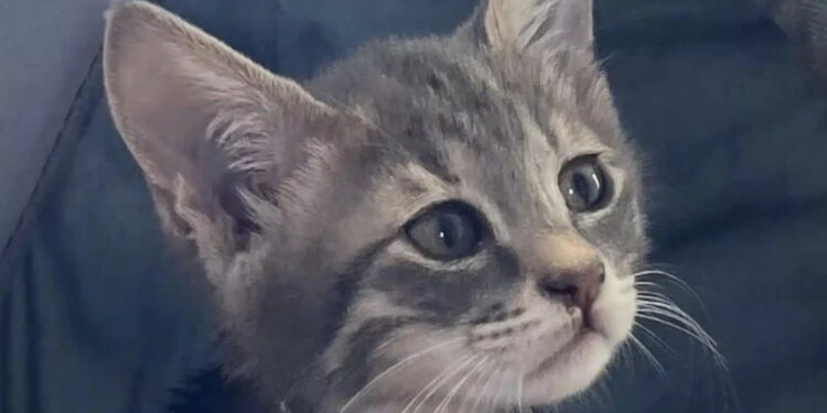 Alldaynews.gr Το γατάκι που έσωσε η τουρίστρια στις Σπέτσες ταξιδεύει για την Αμερική
