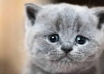 Πρόστιμο 30.000 ευρώ σε 37χρονο που σκότωσε με σιδερολοστό αδέσποτη γάτα στην Βούλα