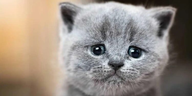 Alldaynews.gr Πρόστιμο 30.000 ευρώ σε 37χρονο που σκότωσε με σιδερολοστό αδέσποτη γάτα στην Βούλα