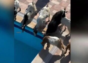 Καλοκαίρι είναι για όλους: Κατσίκες έκαναν… ντου σε σπίτι και την «έπεσαν» στην πισίνα! (video)