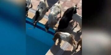 Alldaynews.gr Καλοκαίρι είναι για όλους: Κατσίκες έκαναν… ντου σε σπίτι και την «έπεσαν» στην πισίνα! (video)