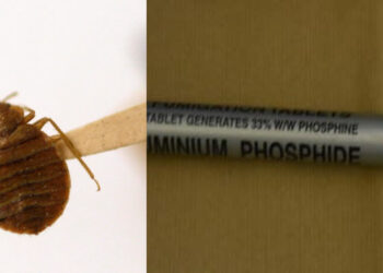 Αδιανόητο: 11χρονη πέθανε από φάρμακο που έβαλε η γειτόνισσά της για τους κοριούς