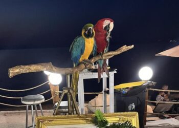 Ιδιοκτήτης ξενοδοχείου στη Χαλκιδική είχε κόψει τα φτερά σε παπαγάλους και τους χρησιμοποιούσε ως κράχτες