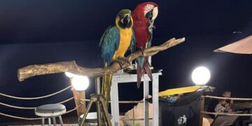 Alldaynews.gr Ιδιοκτήτης ξενοδοχείου στη Χαλκιδική είχε κόψει τα φτερά σε παπαγάλους και τους χρησιμοποιούσε ως κράχτες