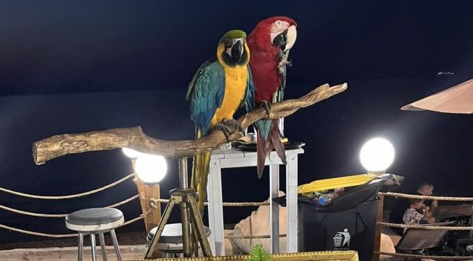 Alldaynews.gr Ιδιοκτήτης ξενοδοχείου στη Χαλκιδική είχε κόψει τα φτερά σε παπαγάλους και τους χρησιμοποιούσε ως κράχτες