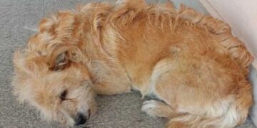 Alldaynews.gr Συγκινητική ιστορία στα Τρίκαλα: Σκύλος περιμένει στο νοσοκομείο τον ιδιοκτήτη του που πέθανε