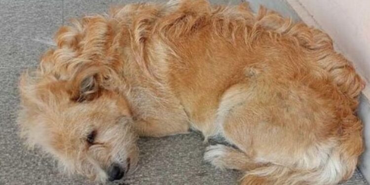 Alldaynews.gr Συγκινητική ιστορία στα Τρίκαλα: Σκύλος περιμένει στο νοσοκομείο τον ιδιοκτήτη του που πέθανε