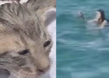 Τουρίστρια έσωσε γατάκι που πνιγόταν στο λιμάνι των Σπετσών – Ονομάστηκε «Σπέτσι» και πάει Αμερική