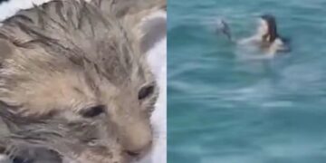 Alldaynews.gr Τουρίστρια έσωσε γατάκι που πνιγόταν στο λιμάνι των Σπετσών – Ονομάστηκε «Σπέτσι» και πάει Αμερική