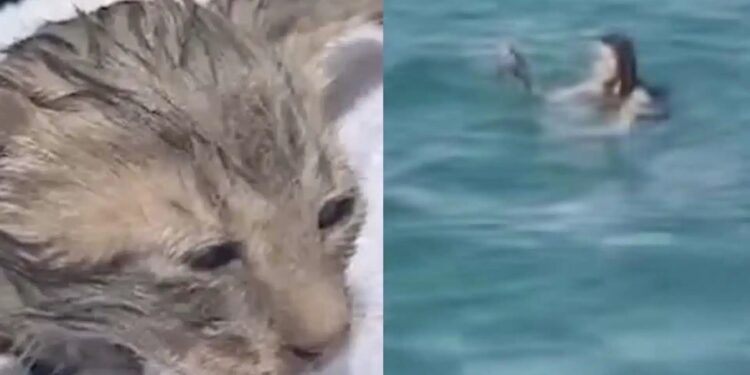 Alldaynews.gr Τουρίστρια έσωσε γατάκι που πνιγόταν στο λιμάνι των Σπετσών – Ονομάστηκε «Σπέτσι» και πάει Αμερική