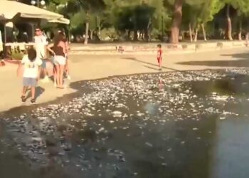 Απόκοσμες εικόνες και σήμερα στην παραλία – Χάθηκε η θάλασσα από τα νεκρά ψάρια