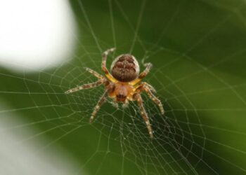 Alldaynews.gr Τι είναι η καφέ αράχνη από την οποία πέθανε ο 48χρονος στο Πύργο – Μπορεί να προκαλέσει από ταχυπαλμίες έως οξεία νεφρική ανεπάρκεια