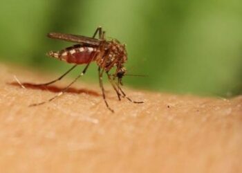 Παγκόσμιος συναγερμός για τον ιό Oropouche: Πώς μεταδίδεται και ποια είναι τα συμπτώματα