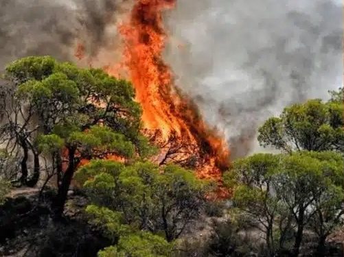 Alldaynews.gr Φωτιά στην Καρυά Ολύμπου
