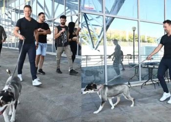 Ο Στέφανος Κασσελάκης υιοθέτησε πυρόπληκτο σκύλο